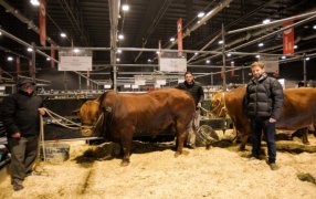 San Ignacio, una nueva raza carnicera desarrollada en la Universidad Católica de Córdoba