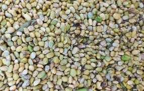 En Santa Fe y Córdoba el estrés impactó en la calidad de las semillas y habrá que analizarlas