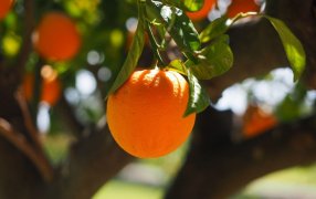 Una oportunidad para la citricultura en medio de una crisis histórica