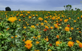 El boom de los “Biofuels”: El Cártamo se suma a los cultivos energéticos con potencial en Argentina