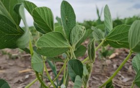 Ensayos muestran que la bioestimulación en el cultivo de soja permite aumentar hasta mas de 500 kilos/hectárea