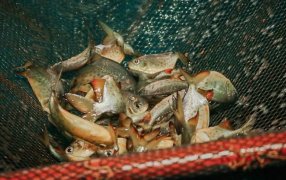 Misiones: Entregan más de 130 mil alevines a productores piscícolas de 12 Municipios de la provincia para incentivar la cría