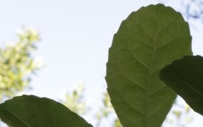 La sesión especial de los precios de la hoja verde y canchada de la yerba mate se reanudará el 29 de Febrero