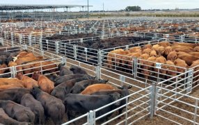 El precio de la hacienda cayó casi 20% durante la última semana