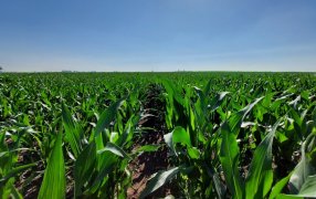 Descarbonizar la producción de maíz es posible a través de la nutrición