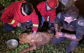 Apóstoles: Conmovedor rescate de un perro labrador que había caído a un pozo y trasladó de inmediato a una veterinaria para su atención, estuvo desaparecido cinco días