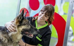 28 de Septiembre, Día Mundial Contra la Rabia: MSD Salud Animal reafirma su compromiso para eliminar las muertes humanas por rabia