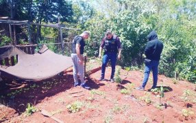 Misiones: Secuestraron plantines de cannabis en una vivienda de Concepción de la Sierra