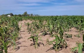 Proyectan un nuevo evento "Niña" para Octubre 2024