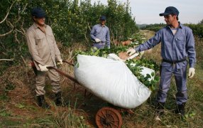 La Secretaría de Agricultura, Ganadería y Pesca de la Nación fijó los nuevos precios para la materia prima