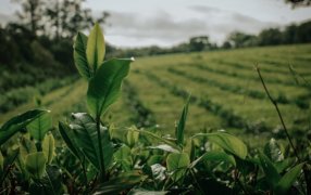 Misiones: Por cuatro años consecutivos la COPROTÉ acordó el precio para iniciar la zafra