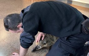 Oberá: Rescataron un coati atropellado por un automóvil en un camino vecinal, el animal fue identificado y resguardado por un vecino de la zona