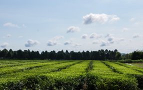 Misiones trabaja para obtener la indicación geográfica del té argentino