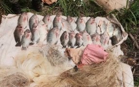 Protección ambiental: La Policía de Misiones combate la caza y pesca ilegal