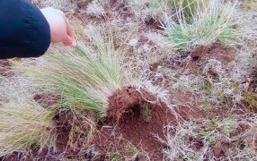 Productores bonaerenses controlan malezas sin mover el suelo