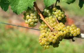 En la cadena del vino celebran el fin de las retenciones industriales: Un alivio fiscal de 400 millones de pesos