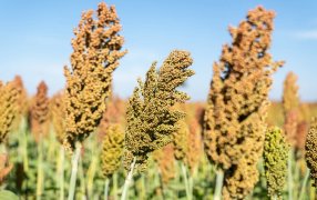 Radiografía del sorgo, un cultivo con todo el potencial para dar el salto productivo