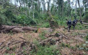 Misiones: Frustraron el robo de madera nativa en un campo de San Pedro