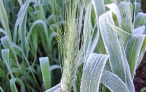 Heladas generalizadas sumaron una nueva preocupación al desarrollo del trigo