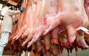 Luego de un parate de dos meses creció la faena de porcinos en el mes de Octubre