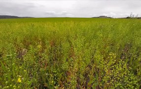 El cultivo del año: Otra gigante del agro anunció su apuesta por la camelina para producir biodiésel