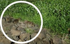 Carpinchos en la Costanera Oeste de la ciudad de Posadas: Atractivo turístico y llamado al cuidado ambiental