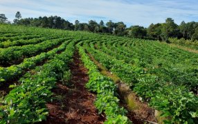 Misiones: En la chacra de Novosak, las cubiertas verdes también dan sombra a la yerba mate en sus primeros meses de crecimiento
