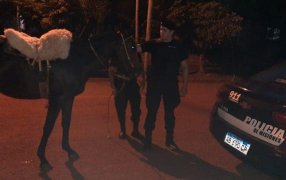 Apóstoles: Montaba un caballo en estado de ebriedad en la vía pública, donde casi había embestido a una mujer que caminaba sobre el boulevard y fue detenido