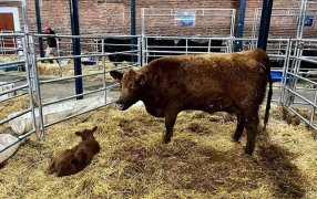 La genética bovina argentina pide pista en los mercados externos, con tres objetivos claros