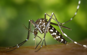 El mapa del Dengue: Con oscilaciones en las provincias, la epidemia ya acumula casi 380.000 casos desde Enero