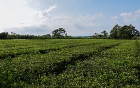Misiones: Fortalecen al sector tealero con capacitaciones en buenas prácticas en cultivo y cosecha a productores
