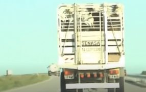 Se cierra el cerco sobre la jaula: En pocas semanas más, SENASA no autorizará el movimiento de hacienda si los camiones no están debidamente registrados