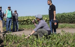 Más ciclos de pastoreo en sorgo: Demuestran la viabilidad del aprovechamiento temprano