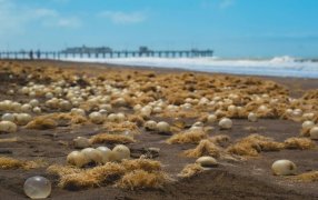 “Son pegajosas”: Extraños organismos amarillentos aparecieron en las playas de Pinamar y sorprendieron a los turistas