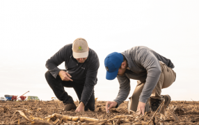 En NOA y NEA, la falta de nutrientes explica hasta un 50% de las brechas de rendimiento