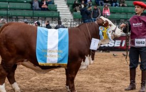 Un productor y dirigente de AFA compró a precio récord una vaca Braford en la Expo Rural de Palermo