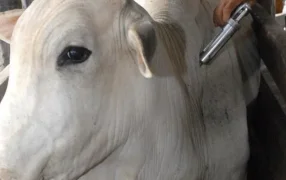 Brasil comenzó el proceso para declarar todo su territorio como libre de aftosa sin vacunación