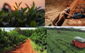 La economía misionera sigue exponiendo signos de reactivación