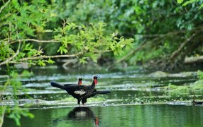 Día Mundial de los Humedales: La provincia de Misiones es la única que los protege por Ley