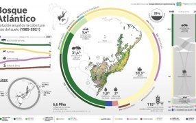 Un informe revela que Argentina perdió casi el 20% del Bosque Atlántico en los últimos 37 años