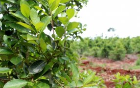 La AFIP elimina trabas en la comercialización y producción de la yerba mate