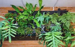 Paredes “naturadas”: Las claves para armar jardines verticales en los muros de casas y edificios