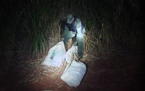 Gendarmes hallaron acopio de marihuana en Colonia Oro Verde, pese al intenso rastrillaje efectuado sobre la zona del hallazgo, no fue posible individualizar a posibles responsables