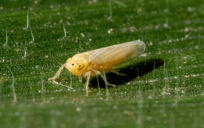 Chicharrita del maíz: Todo lo que hay que saber sobre la plaga que tiene en jaque al campo argentino