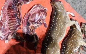 Transportaba 110 kilos de carne producto de la caza ilegal, dentro del vehículo también se hallaban varias armas y municiones