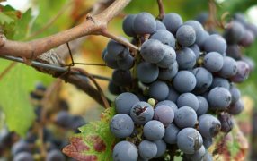 El fin de las retenciones a las economías regionales no es para todos, qué dice el Decreto del Gobierno Nacional