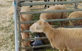 Se realizó el segundo remate de ganadería menor en la localidad misionera de San Antonio