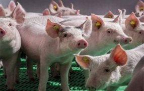 ¿Qué impacto tienen las úlceras gástricas en cerdas y lechones?