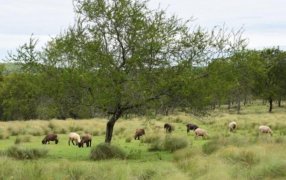 Previsión del tiempo en Misiones: Se inicia la semana con días que se verá sostenida la circulación de viento norte, garantizando temperaturas por encima de los valores normales para la época
