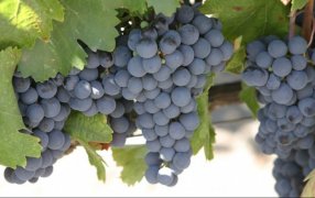 La vendimia 2025, con pronóstico favorable: La producción de uva aumentaría 9%